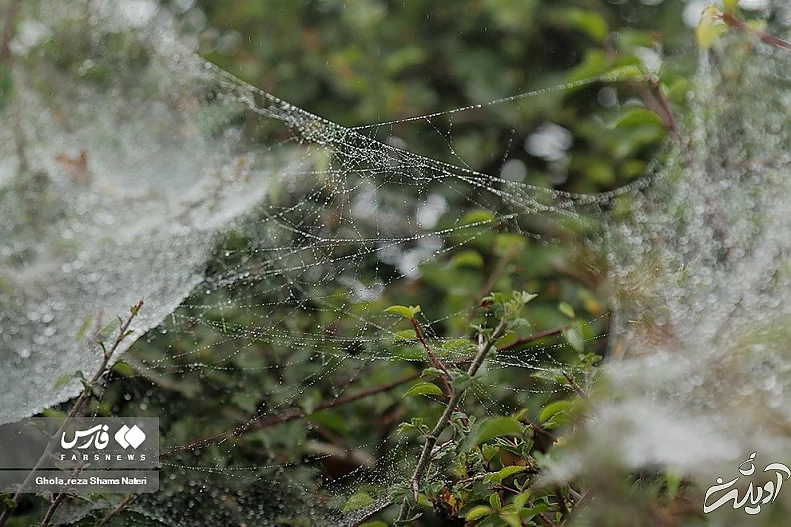 (تصاویر) همنشینی قطرات شبنم با تارهای عنکبوت